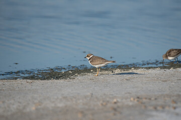 Bird Charadrius catching insects on the lake. Chyornye Zemli (Black Lands) Nature Reserve, Kalmykia...