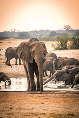 african elephants at the watering hole, hwange national park, zimbabwe, sunset