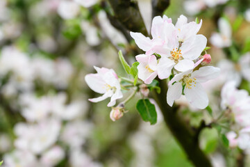 Fototapeta na wymiar White flowers of an apple-tree on a tree twig.