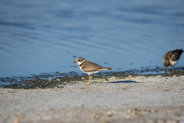 Bird Charadrius catching insects on the lake. Chyornye Zemli (Black Lands) Nature Reserve, Kalmykia region, Russia.
