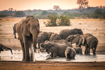 african elephants at the watering hole, hwange national park, zimbabwe, sunset