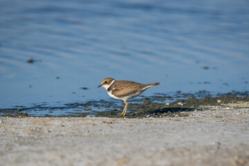 Bird Charadrius catching insects on the lake. Chyornye Zemli (Black Lands) Nature Reserve, Kalmykia region, Russia.
