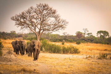 Fototapeta na wymiar african elephants walking to waterhole, hwange national park, zimbabwe