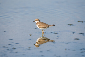 Bird Charadrius catching insects on the lake. Chyornye Zemli (Black Lands) Nature Reserve, Kalmykia region, Russia.
