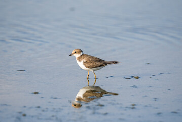 Bird Charadrius catching insects on the lake. Chyornye Zemli (Black Lands) Nature Reserve, Kalmykia region, Russia.
