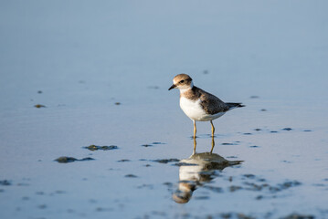 Bird Charadrius catching insects on the lake. Chyornye Zemli (Black Lands) Nature Reserve, Kalmykia region, Russia.
