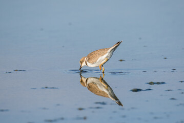 Bird Charadrius catching insects on the lake. Chyornye Zemli (Black Lands) Nature Reserve, Kalmykia region, Russia.
