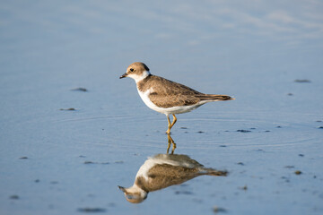 Bird Charadrius catching insects on the lake. Chyornye Zemli (Black Lands) Nature Reserve, Kalmykia region, Russia.
