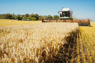 Combine harvester harvests ripe wheat. Concept of a rich harvest. Agriculture image