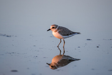 Bird Charadrius catching insects on the lake. Chyornye Zemli (Black Lands) Nature Reserve, Kalmykia region, Russia.
