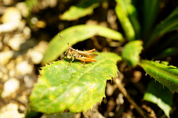 Macro photography of grasshopper on leaf