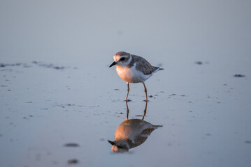 Bird Charadrius catching insects on the lake. Chyornye Zemli (Black Lands) Nature Reserve, Kalmykia region, Russia.
