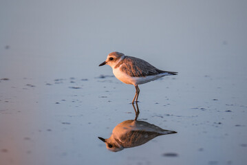 Bird Charadrius catching insects on the lake. Chyornye Zemli (Black Lands) Nature Reserve, Kalmykia region, Russia.

