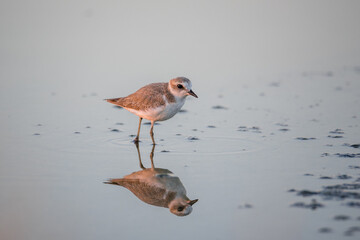 Bird Charadrius catching insects on the lake. Chyornye Zemli (Black Lands) Nature Reserve, Kalmykia region, Russia.
