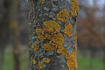 closeup of an orange lichen on tree trunk