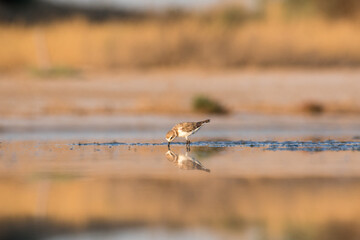 Bird Charadrius catching insects on the lake. Chyornye Zemli (Black Lands) Nature Reserve, Kalmykia region, Russia.
