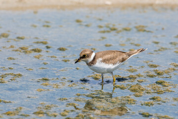Bird Charadrius catching insects on the lake. Chyornye Zemli (Black Lands) Nature Reserve, Kalmykia region, Russia.
