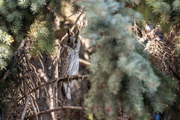 Portrait of an eared owl in the woods