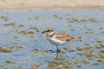 Bird Charadrius catching insects on the lake. Chyornye Zemli (Black Lands) Nature Reserve, Kalmykia region, Russia.
