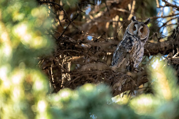 Portrait of an eared owl in the woods