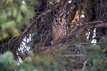 Portrait of an eared owl in the woods