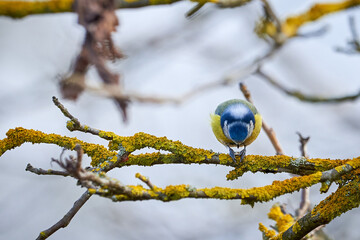 Eurasian blue tit bird ( Cyanistes caeruleus ) sitting on a branch and eating seeds
