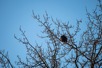 one bald eagle resting on top of leafless branches under the clear blue sky in the morning cleaning its feather
