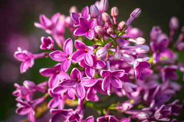 Fototapeta na wymiar pink and purple flowers, lilac, spring