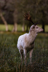 Naklejka na ściany i meble Fallow Deer with white winter fur, Randalstown Forest, County Antrim, Northern Ireland