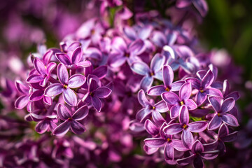 Fototapeta na wymiar lilac flowers, spring, purple