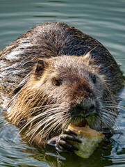 nutria eats bread