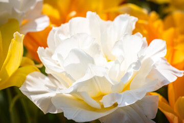 Fototapeta na wymiar white and yellow daffodils, spring