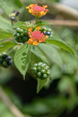 Fruits et fleurs du Marie-crabe utilisé en pharmacopée en Guyane française