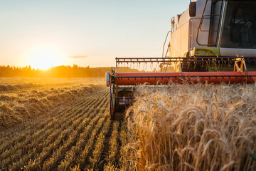 Combine harvester harvests ripe wheat. Ripe ears of gold field on the sunset cloudy orange sky...