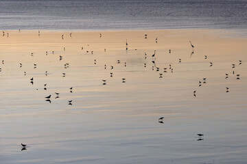 Coucher de soleil à marée basse de l'océan Atlantique et ses oiseaux aquatiques - Guyane française