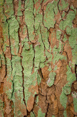 An old tree bark texture, a tree trunk with cracks