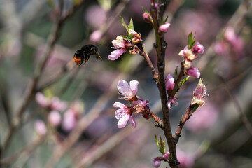 Hummel an Pfirsichblüten