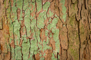 An old tree bark texture, a tree trunk with cracks