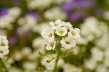 Macro photography of wild white flowers 