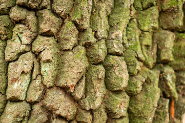 An old tree bark texture, a tree trunk with cracks