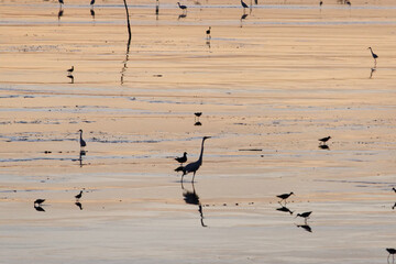 Oiseaux aquatiques au coucher de soleil de la plage en Guyane française