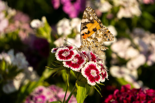 Schmetterling auf einer sch&ouml;nen Bl&uuml;te