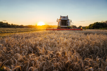 Combine harvester harvests ripe wheat. Ripe ears of gold field on the sunset cloudy orange sky...