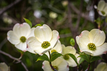 Fototapeta premium white dogwood blossoms, spring, botanical garden