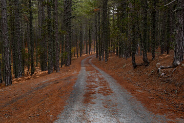 Fototapeta premium Autumn landscape with empty rural forest road in the mountains. Troodos Cyprus