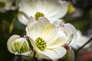 white dogwood blossoms, spring, botanical garden