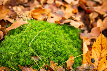 A closeup shot of sphagnum moss through golden leaves fallen on the ground