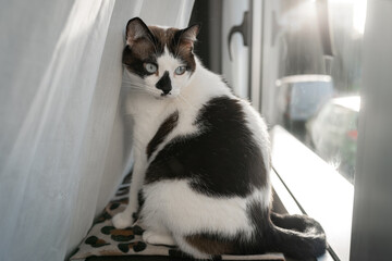 black and white cat with blue eyes sitting by the window