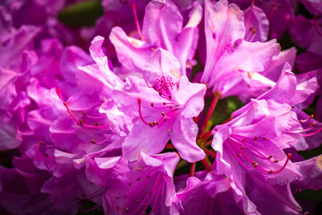 pink and purple rhododendron