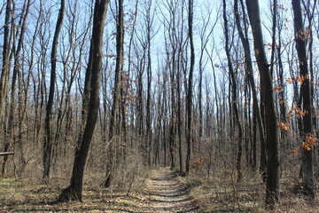 Obraz premium path through the forest during sunny autumn day